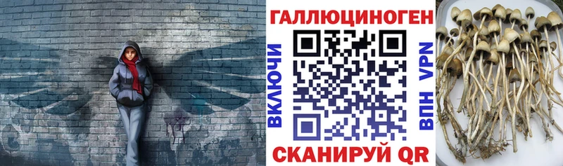 купить   Кушва  Галлюциногенные грибы GOLDEN TEACHER 